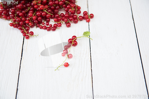 Image of Fresh red currants