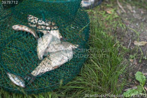 Image of Caughted crucian carp