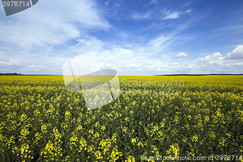 Image of Agriculture. rape. Spring  