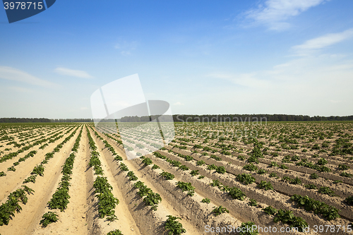 Image of Agriculture,   potato field 