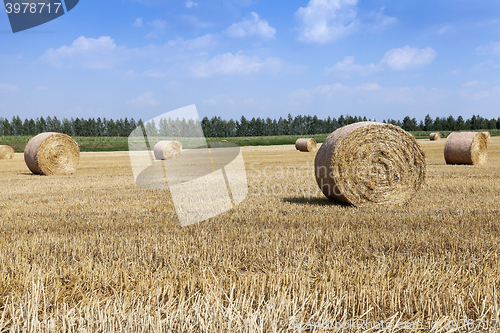 Image of ripe yellow cereals  
