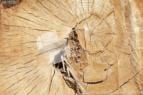 Image of cut down a tree, close-up  