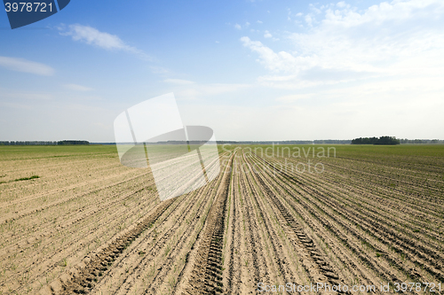 Image of field with green onions  