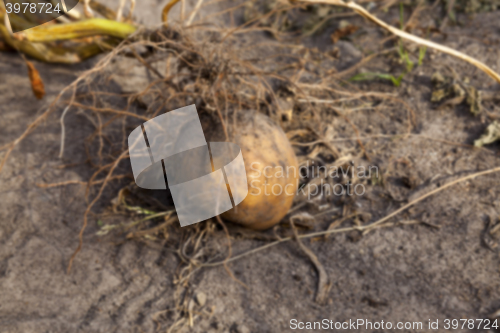 Image of Potatoes on the ground 