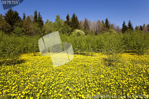 Image of yellow dandelions ,  spring season