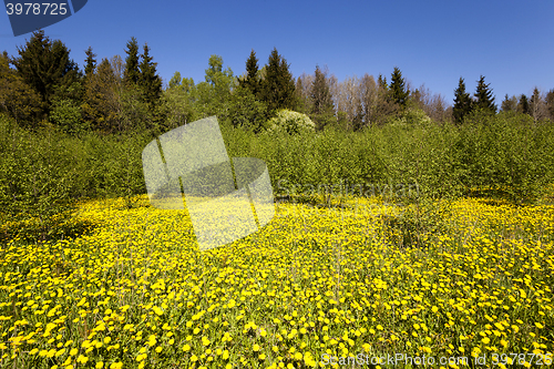 Image of yellow dandelions ,  spring season