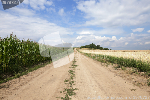 Image of Green corn field  