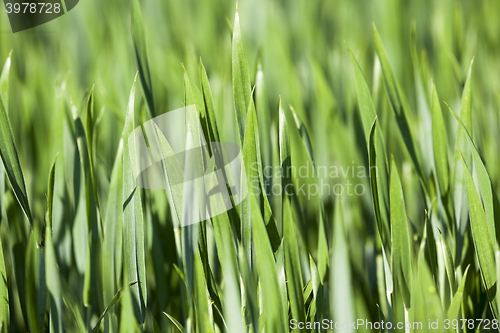 Image of Agriculture. cereals. Spring 