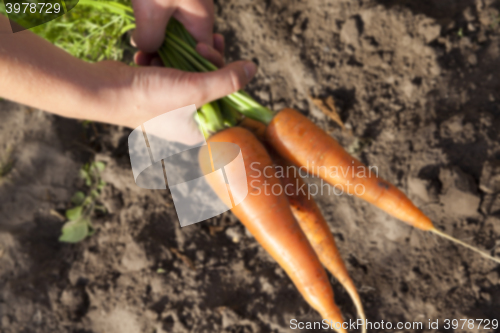 Image of Carrots on the ground 