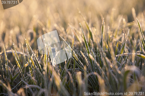 Image of frost on the wheat  