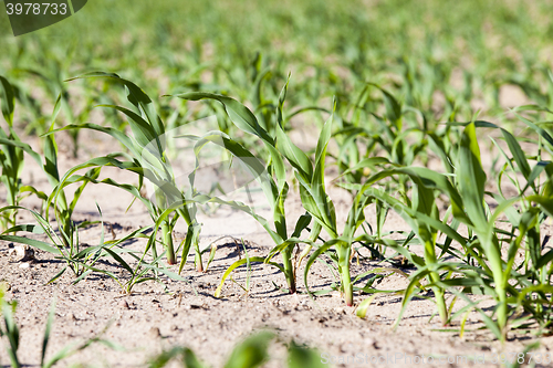 Image of agricultural field with corn  