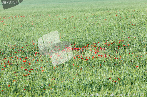 Image of Poppy in the field 