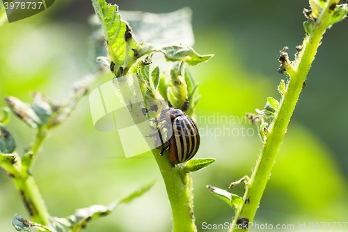 Image of Colorado potato beetle in the field  