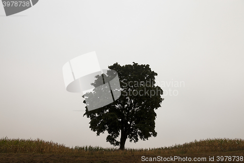 Image of tree in the field  