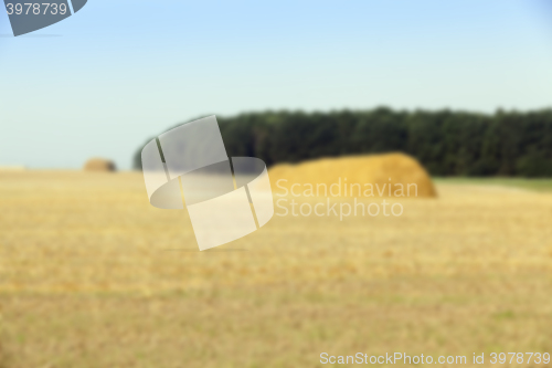 Image of stack of wheat straw 