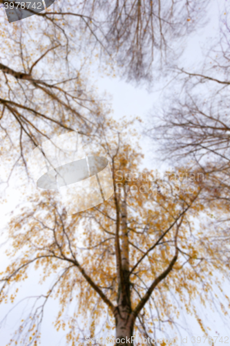 Image of Autumn Park, overcast  