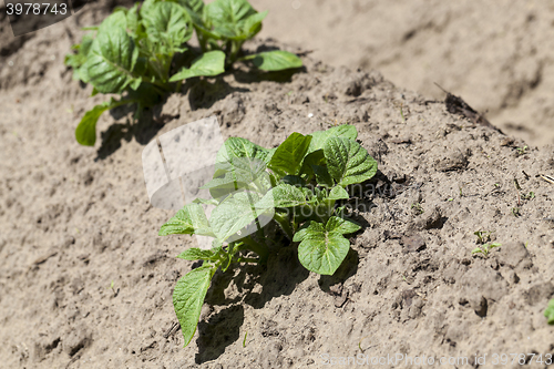 Image of Field with potato  