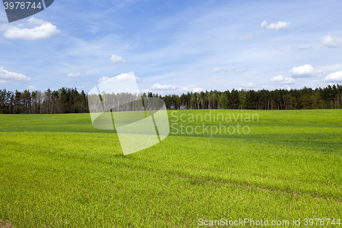 Image of sprouted cereal. Spring  