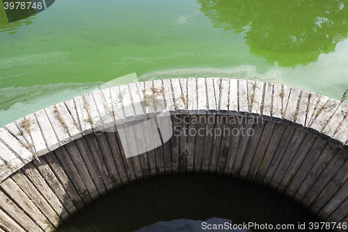 Image of green swamp, close-up  