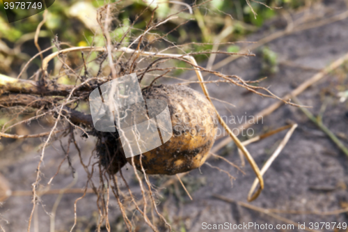 Image of Potatoes on the ground 