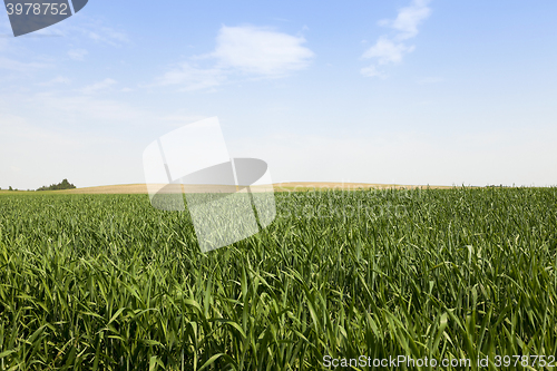 Image of immature green grass  