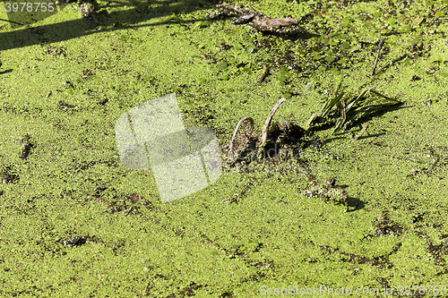 Image of moorland, summer time 