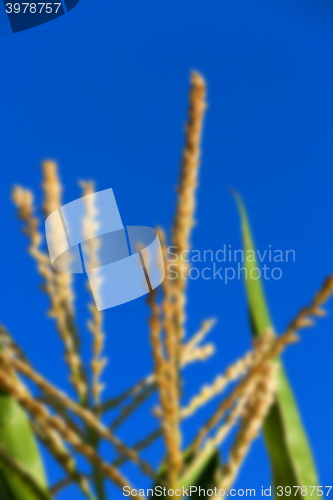 Image of Green corn field  