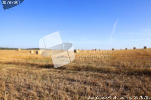 Image of haystacks in a field of straw 