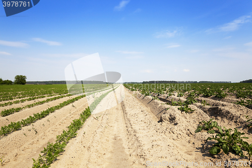 Image of Field with carrot  