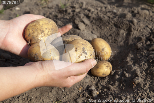 Image of Potatoes in hand  