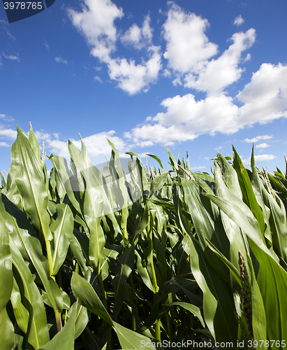 Image of corn field, agriculture 