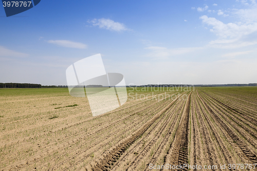 Image of sprouts green onions  