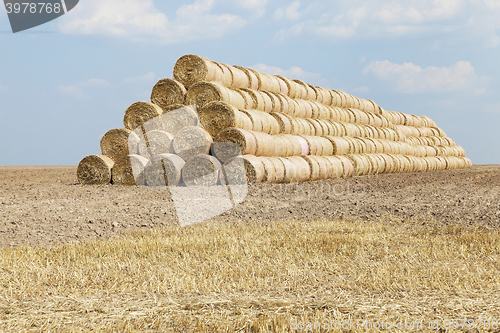 Image of cereal harvest, summer  