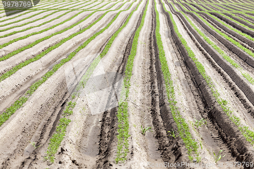 Image of green carrot field  