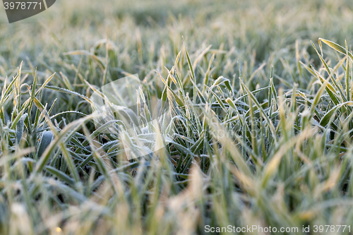 Image of wheat during frost 