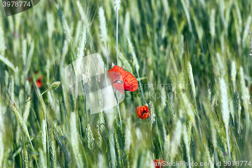 Image of Red poppy flowers  