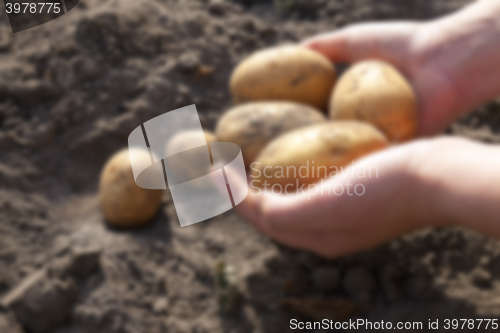 Image of Potatoes in hand  