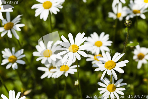 Image of white daisy , bloom