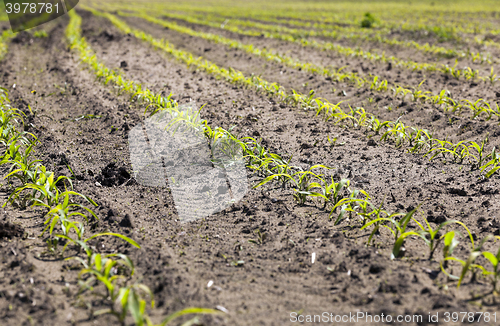 Image of corn field. Spring  