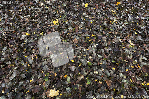 Image of old autumn foliage 