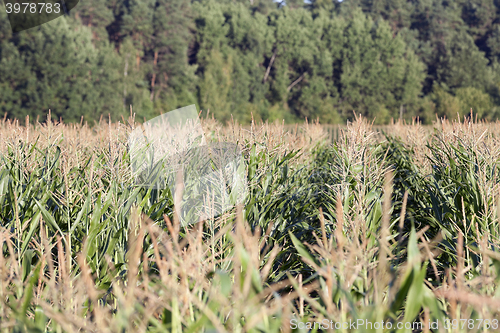 Image of Field with corn  