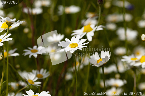 Image of   daisy in bloom