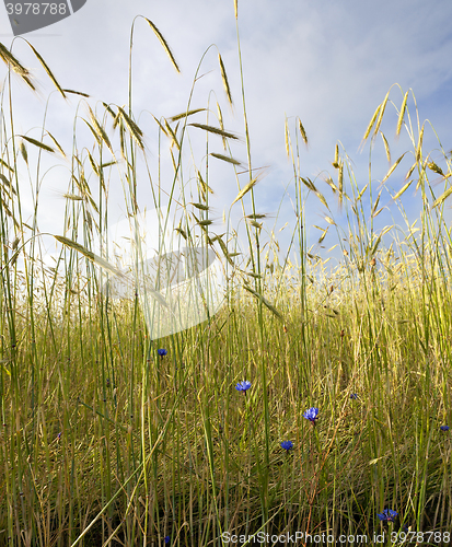 Image of cornflower in wheat field  