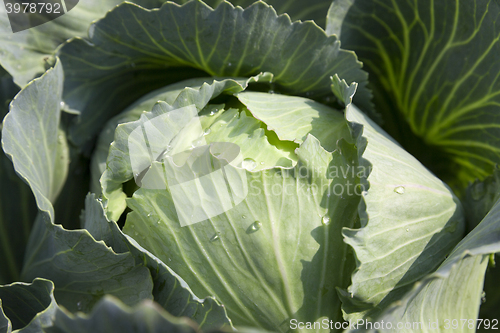 Image of green cabbage with drops  