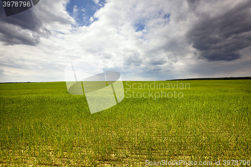 Image of agriculture, grass grows