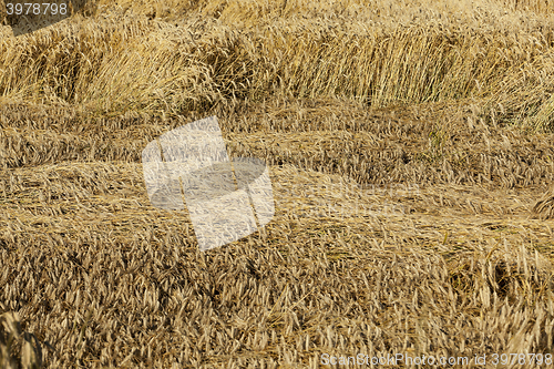 Image of destroyed by the storm wheat 