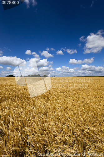 Image of  ripe yellow cereals