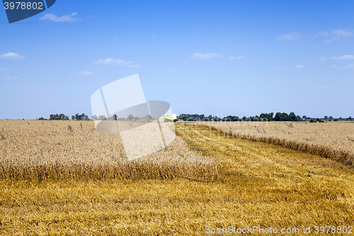 Image of mature cereals , cereals