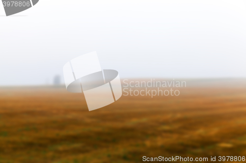 Image of tree in the field  