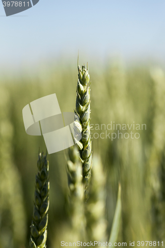 Image of unripe ears of wheat 